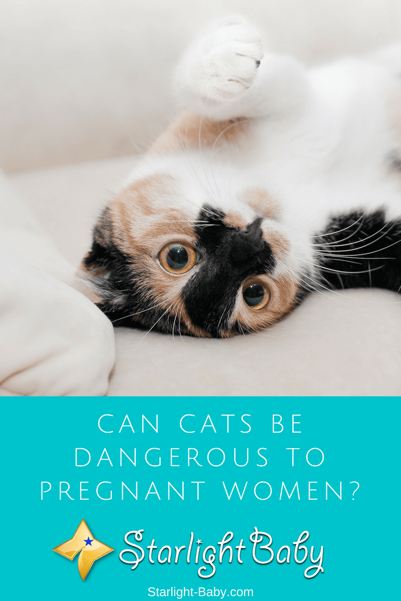Can Cats Be Dangerous To Pregnant Women?